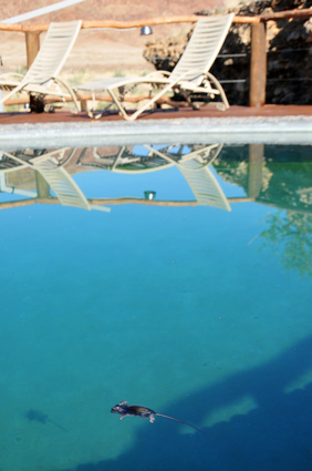 23710745 - Pool with mouse
© Pixeltheater